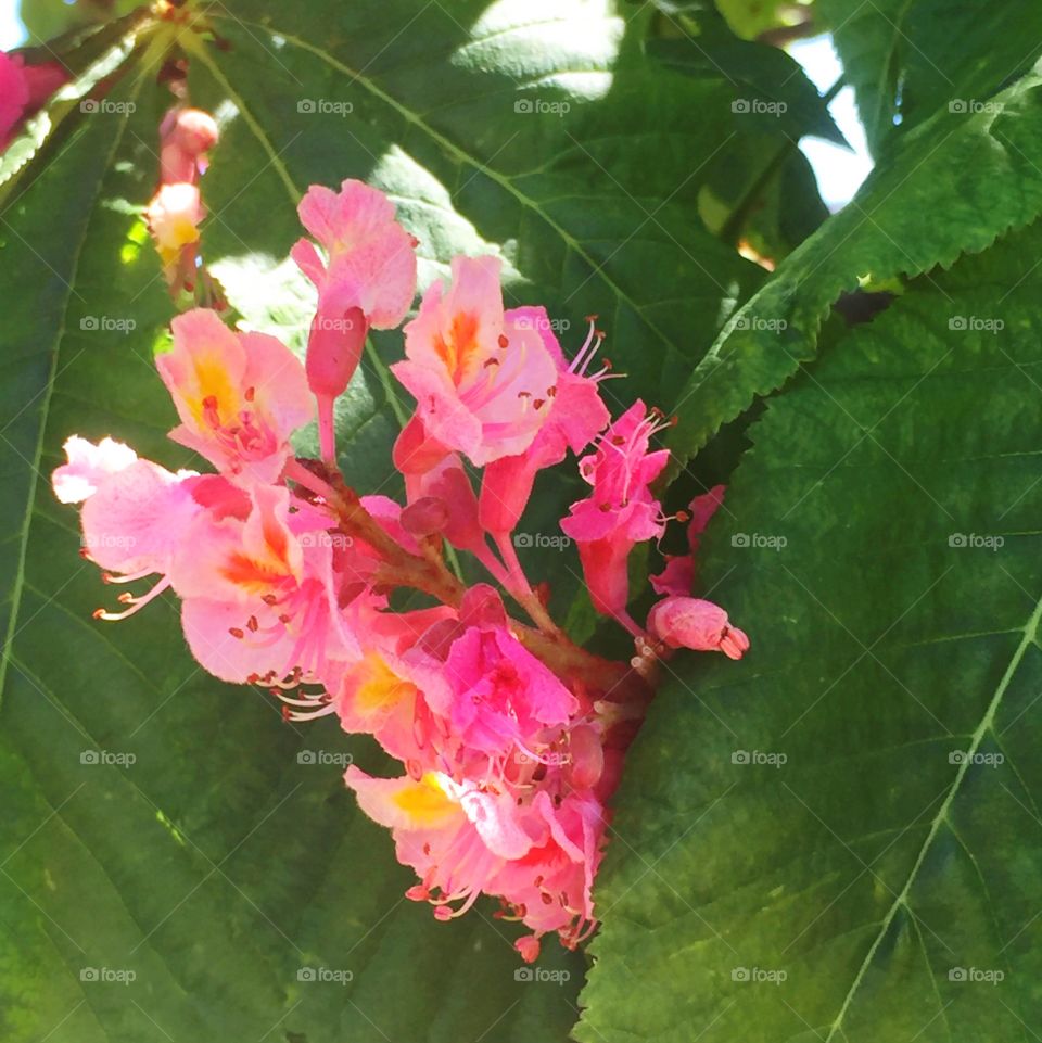 Red horsechestnut "Fort McNair" blooming