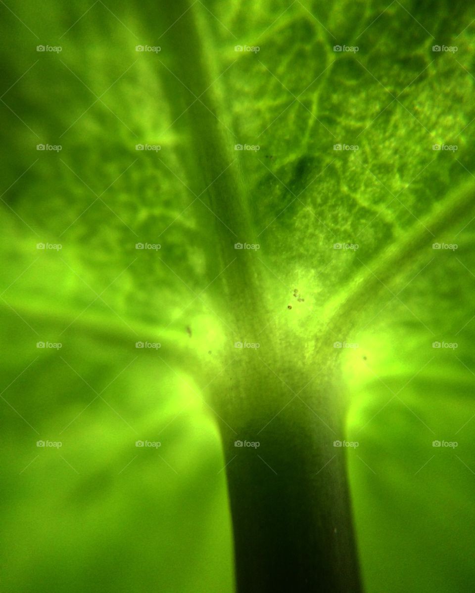 Under a leaf in macro