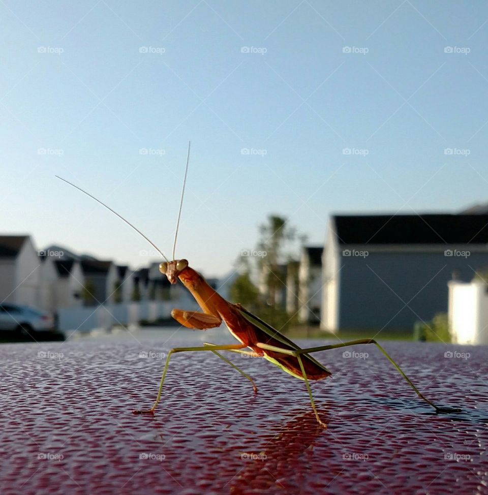 Close-up of grasshopper
