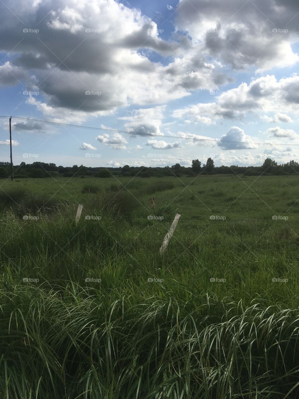 Landscape of Kent marshes. Beautiful grasses and the greenery they create. Old fencing and a lovely moody sky