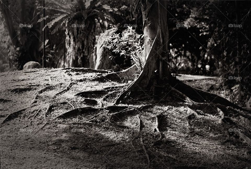 Beautiful Tree Roots