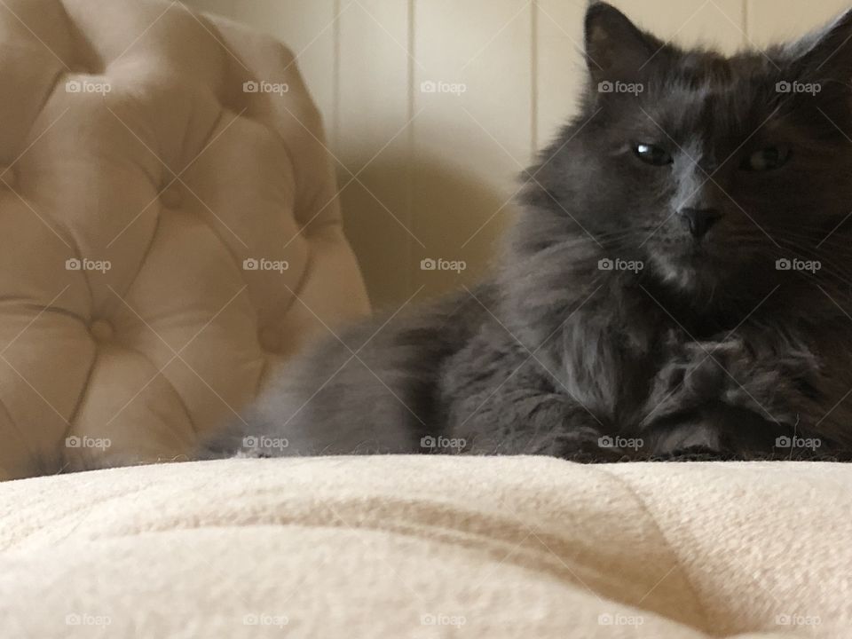 Handsome Gray Cat