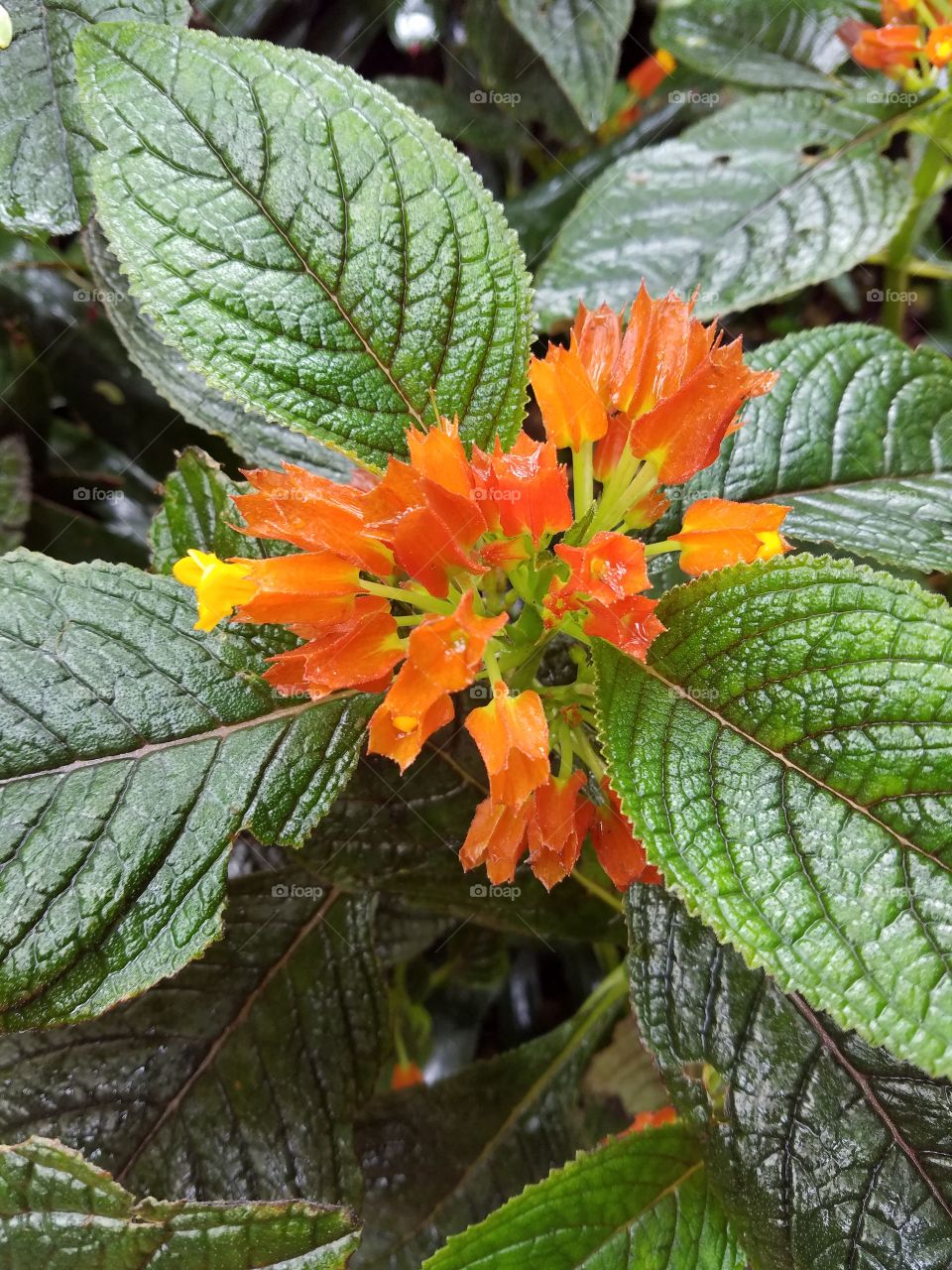 Exotic flowers