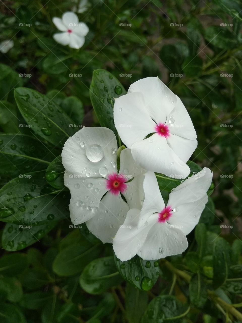 white flower in water drops