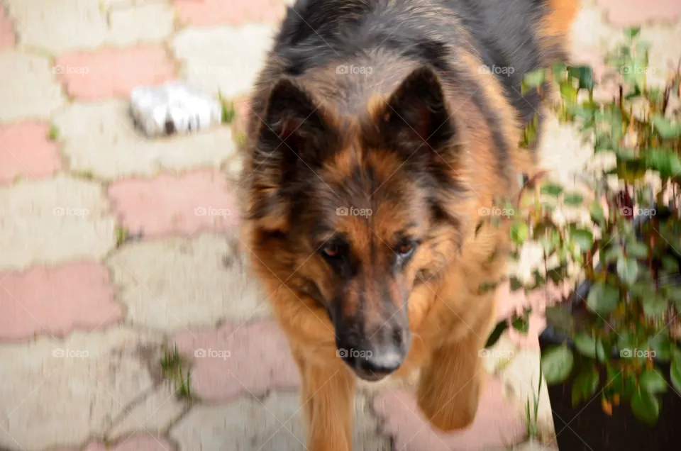 dog