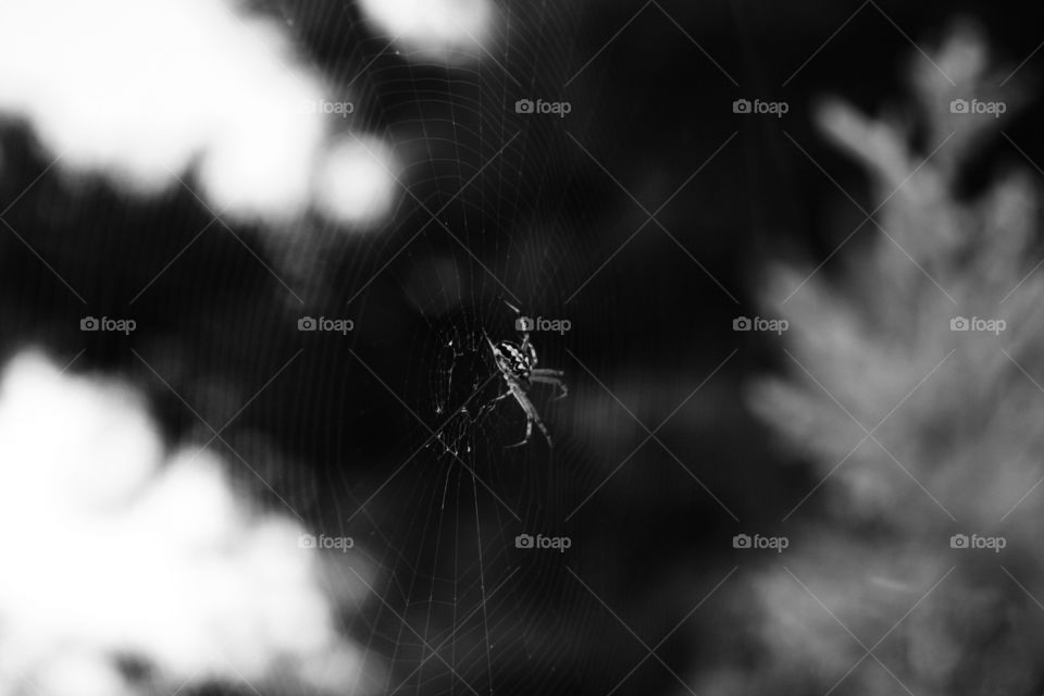 Spider noir. Murgia, Puglia colline del Garagnone 