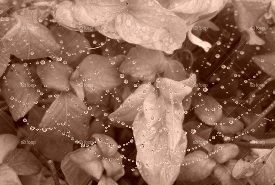 Webbed water. The picture was taken by me the morning after a seasonal downpour