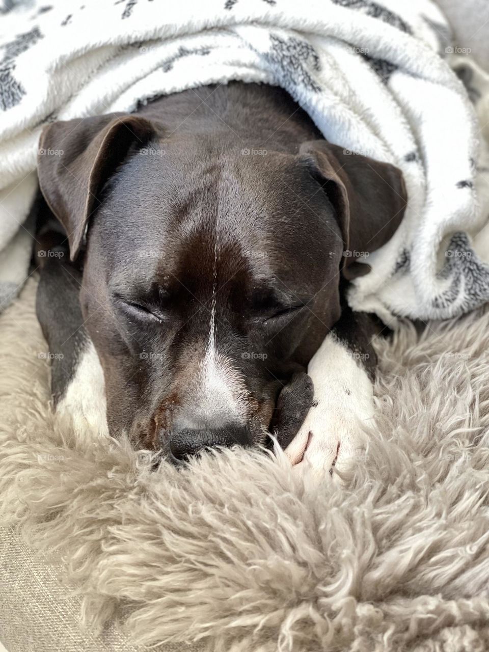 Tired dog sleeping in his cozy bed wrapped in soft blanket 