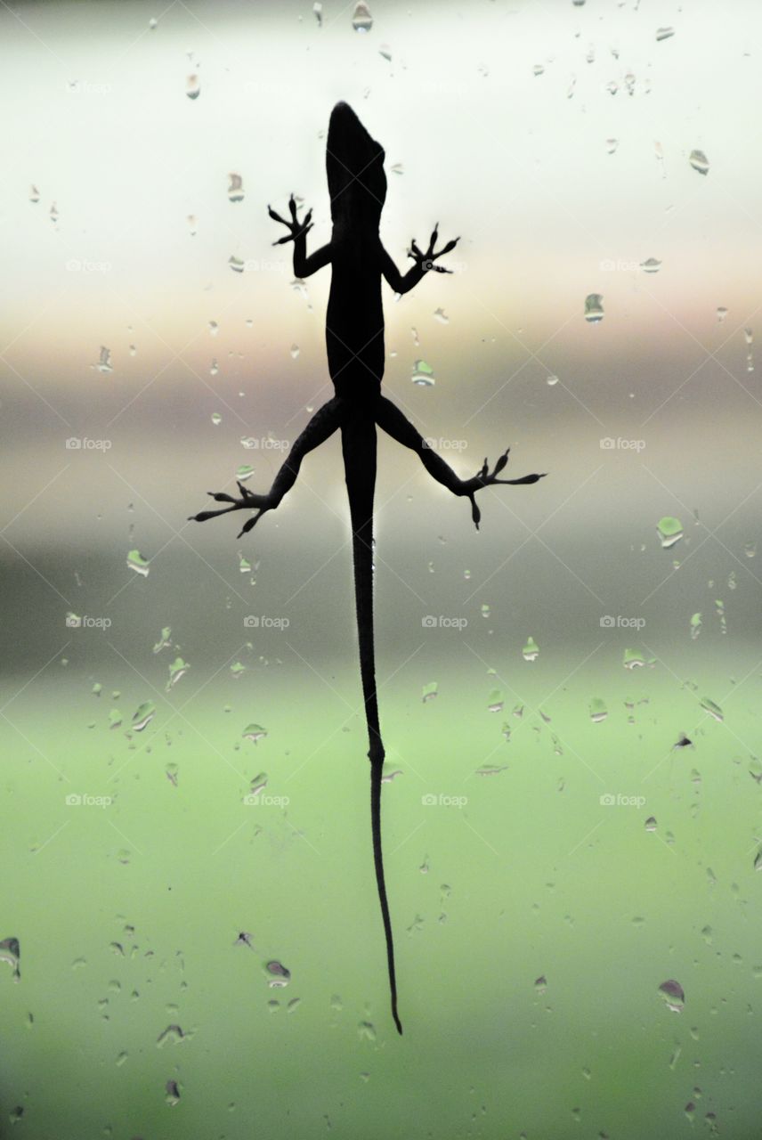 Silhouette of lizard on wet glass