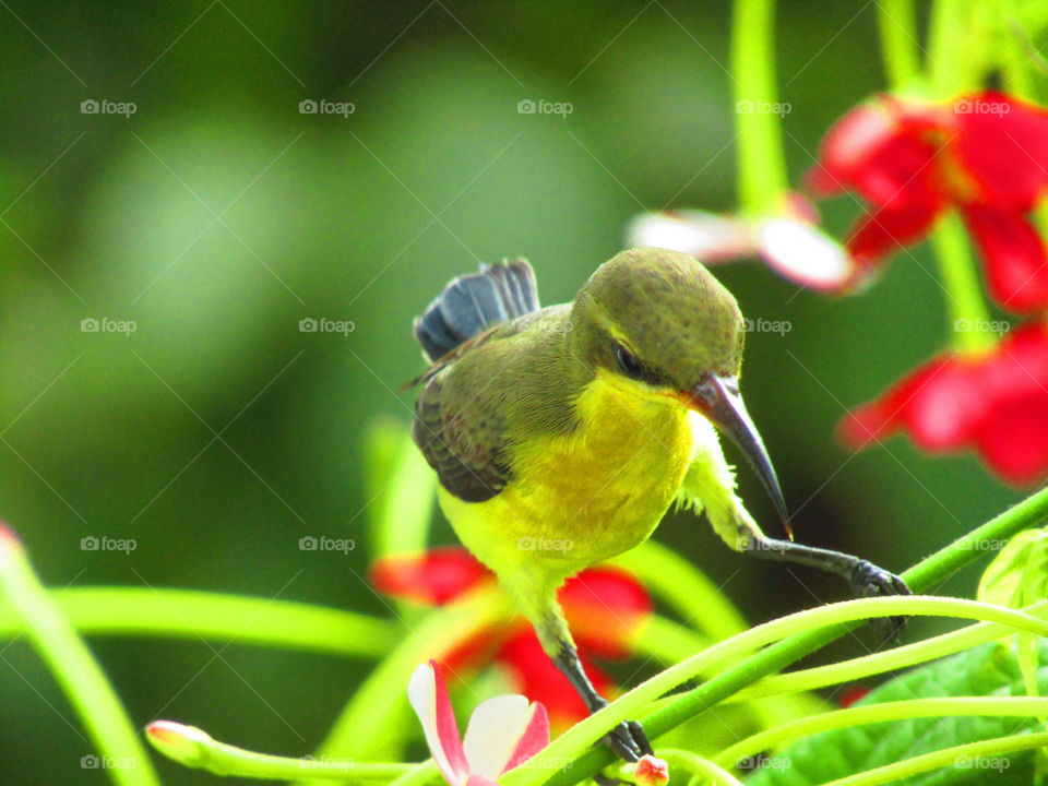 The olive-backed sunbird (Cinnyris jugularis), also known as the yellow-bellied sunbird, is a southern Far Eastern species of sunbird.