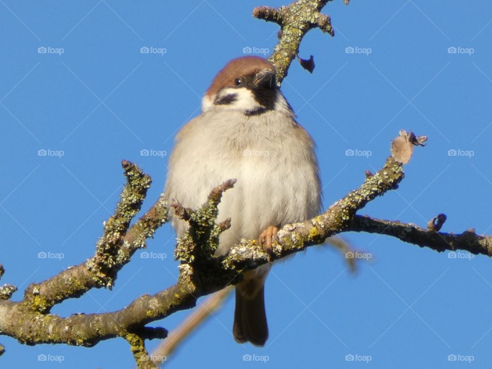 Vogel genießt die Morgensonne