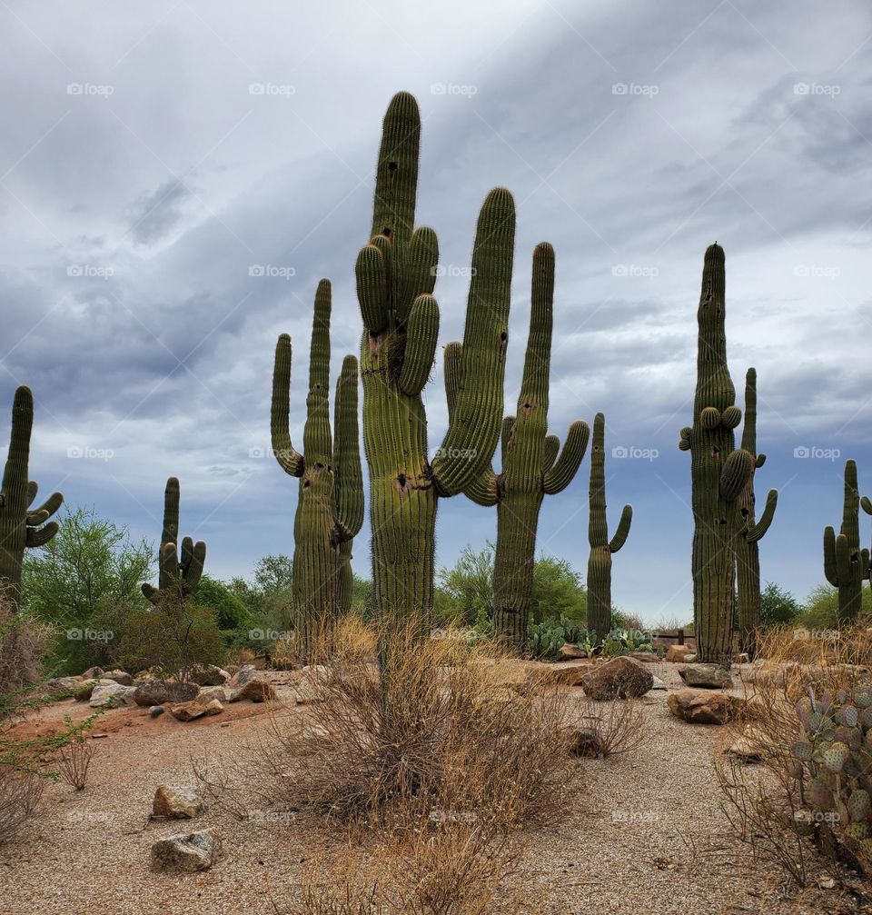 Saguaro Cactus Against a Stormy Sky