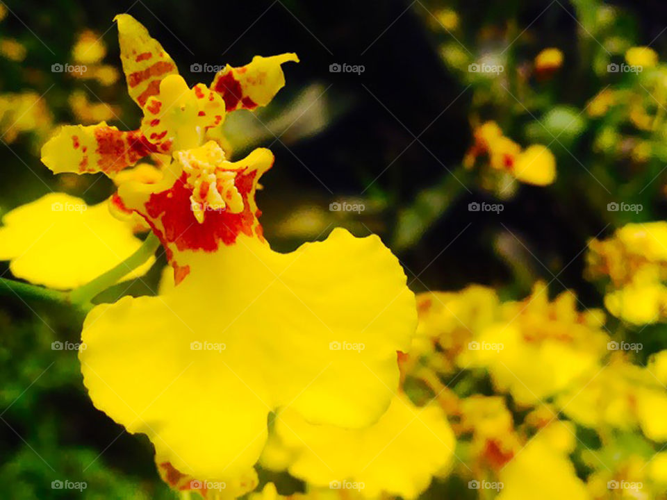 Orchid Sirikit's sense