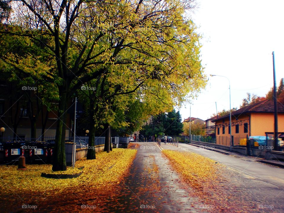 Red leaves  in autumn   on a street of Reggio Emilia city ( Italy ).