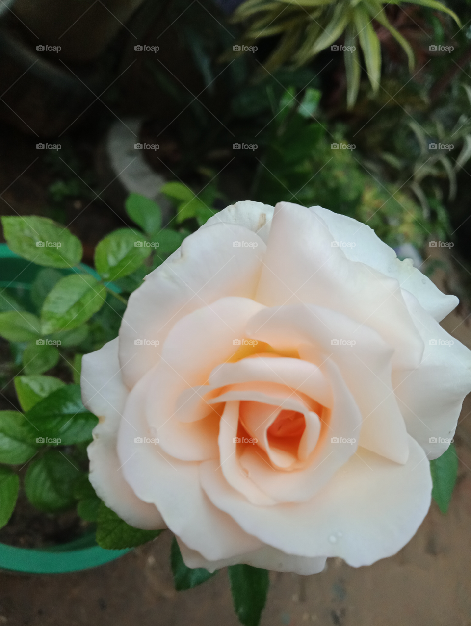 rose flower natural beautiful bestone in plant