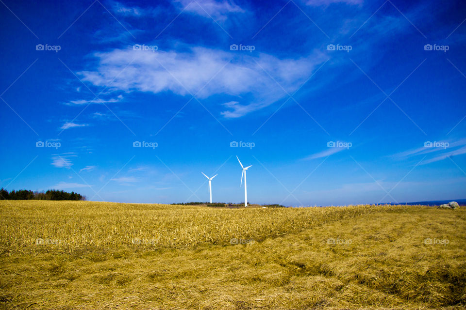 Landscape, clear sky and dry grass