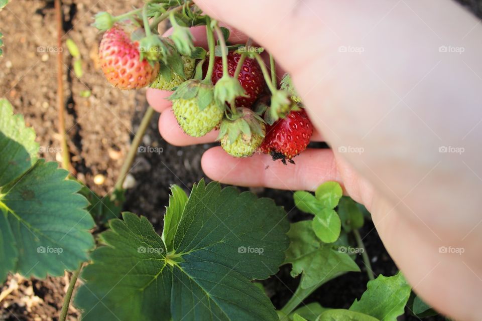 Food, Leaf, Nature, Healthy, Fruit