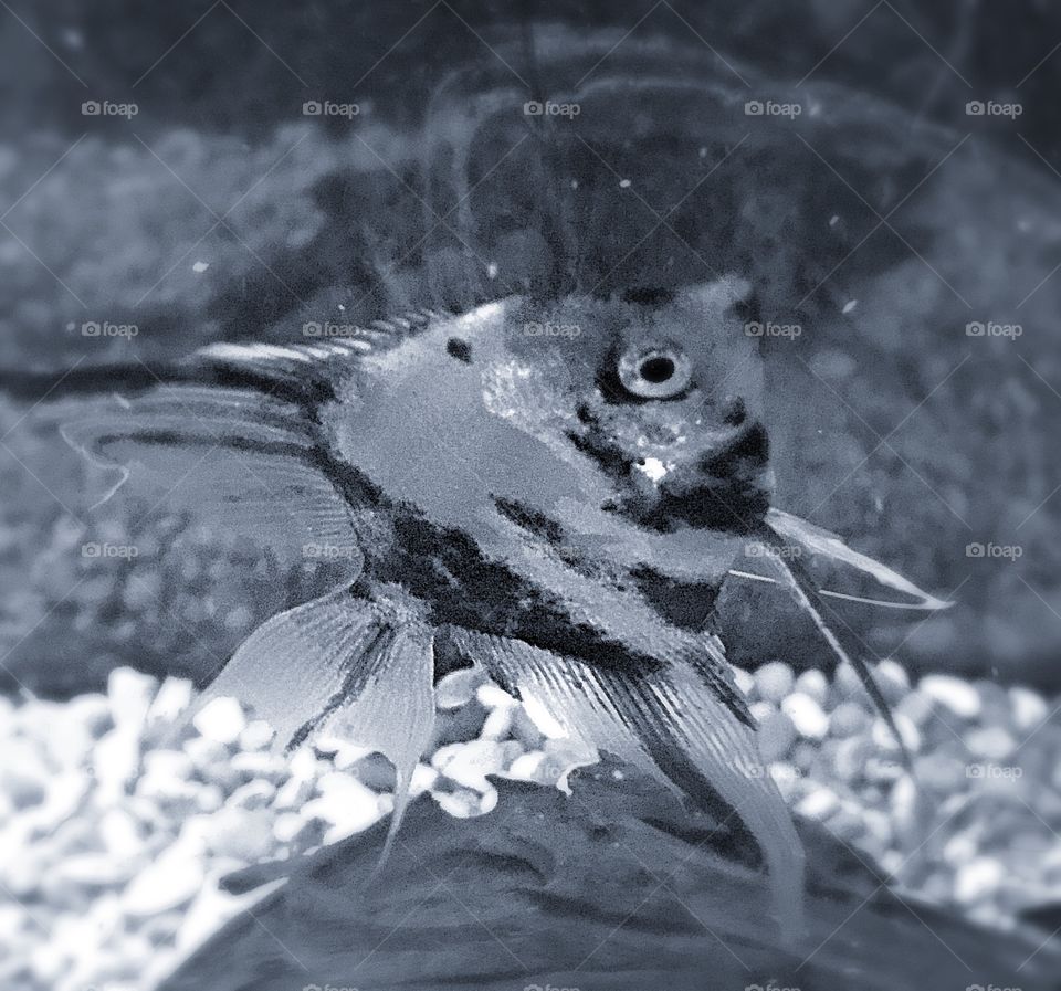 Fancy Angelfish