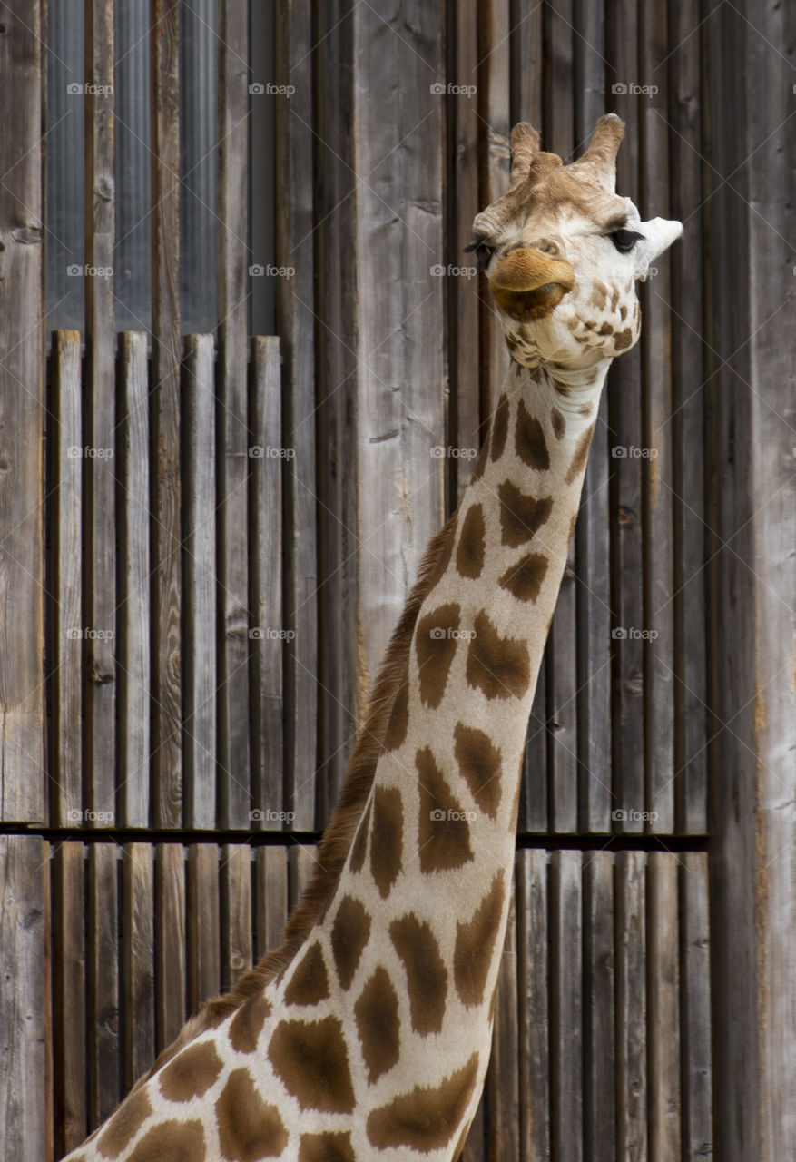 A giraffe makes a funny face. Lyon zoo