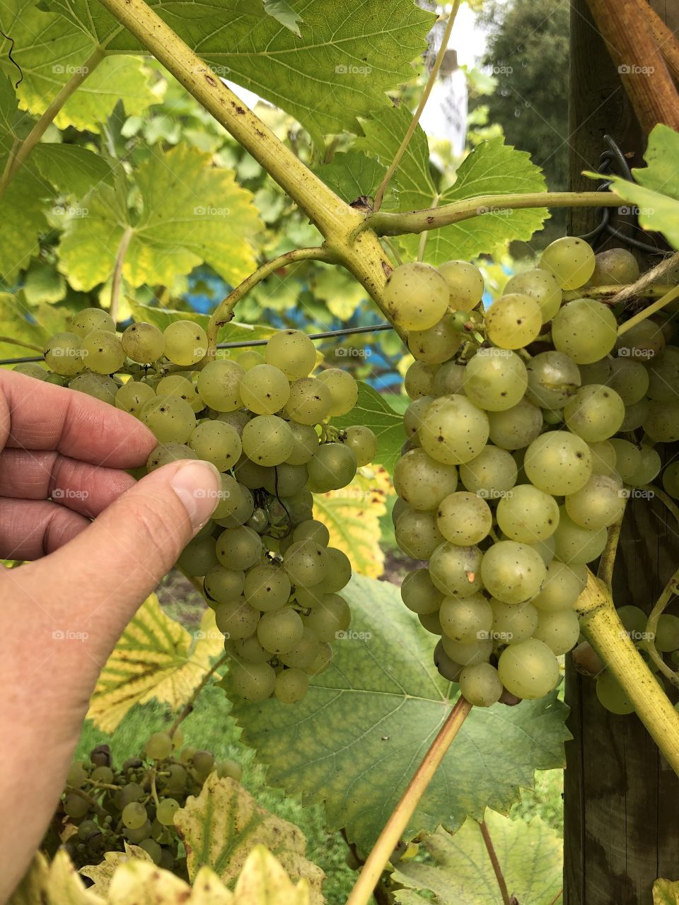 Grape picking in autumn