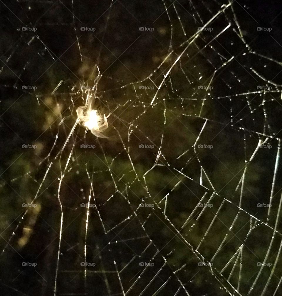 light reflecting from spiderweb and dpider at night.