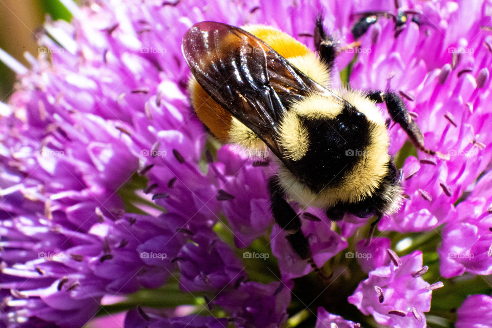 We have to save our bees. They are precious to us and to our environment. 