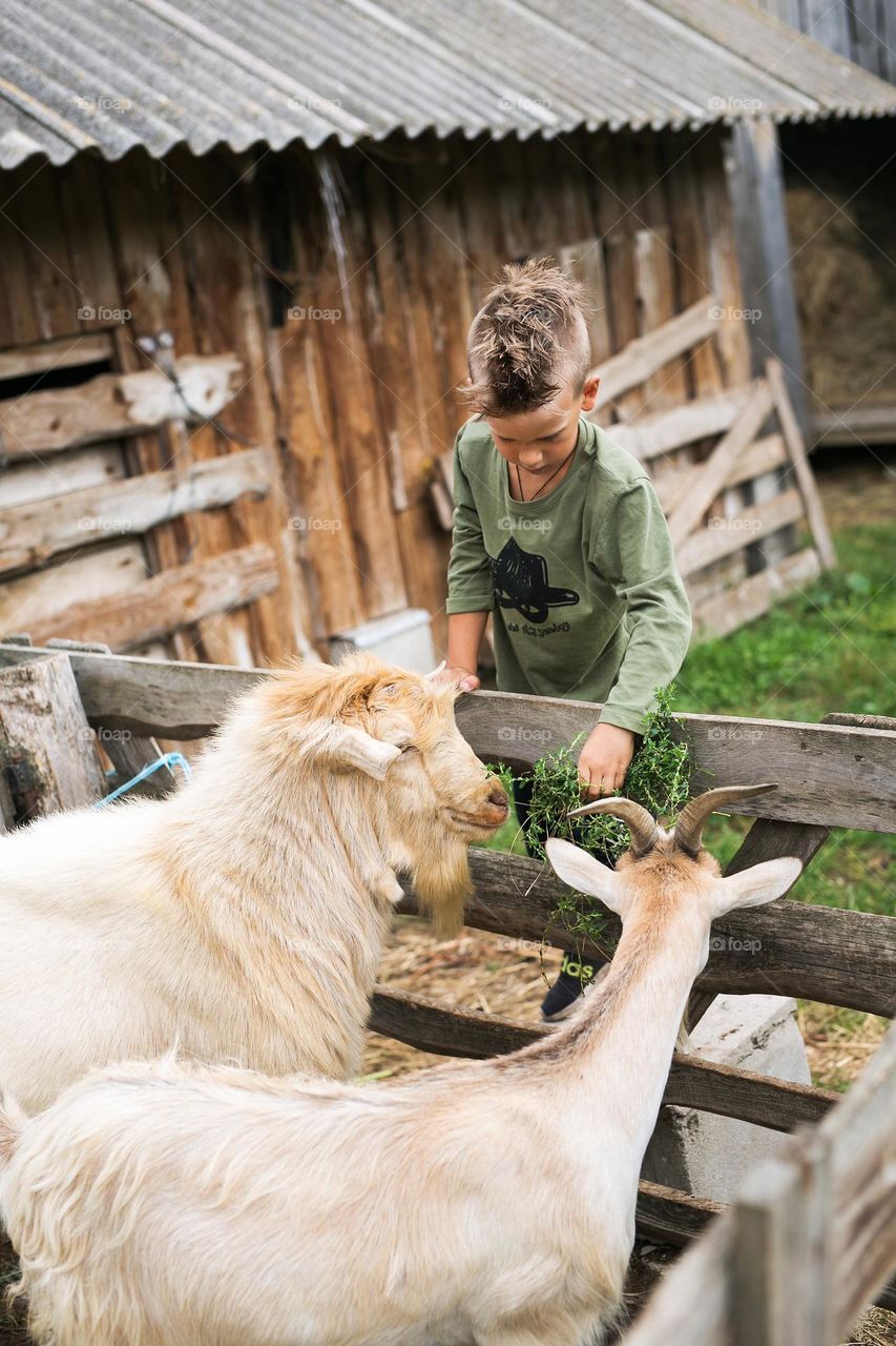 Countryside, a boy of eight feeds the goats on the farm, takes care of the animals the kid spends the summer in a country house with his grandparents. country life