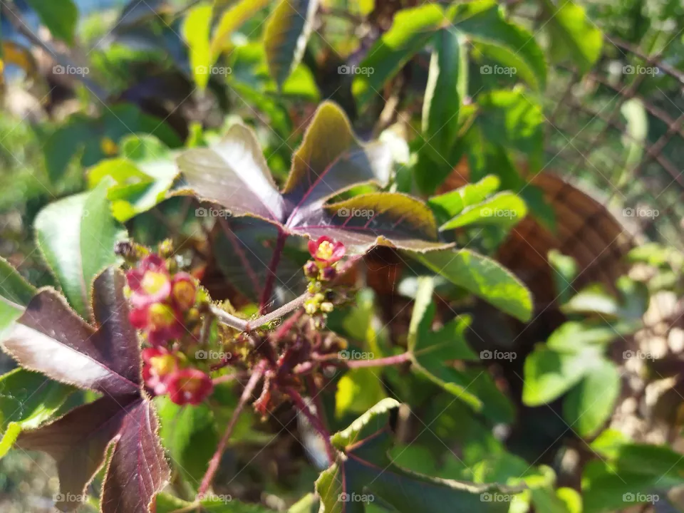 plant