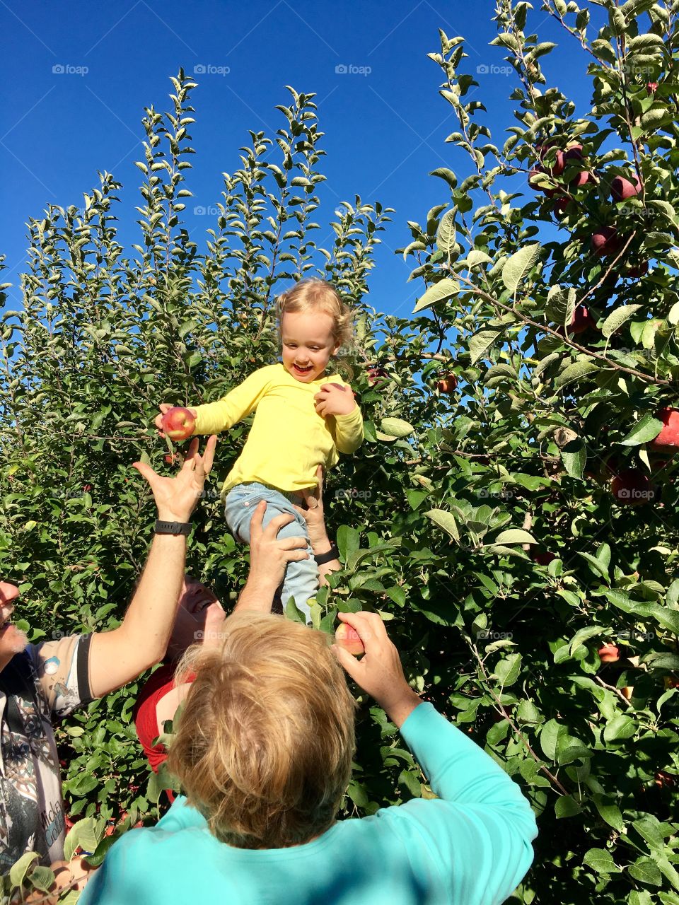 Family Apple picking 