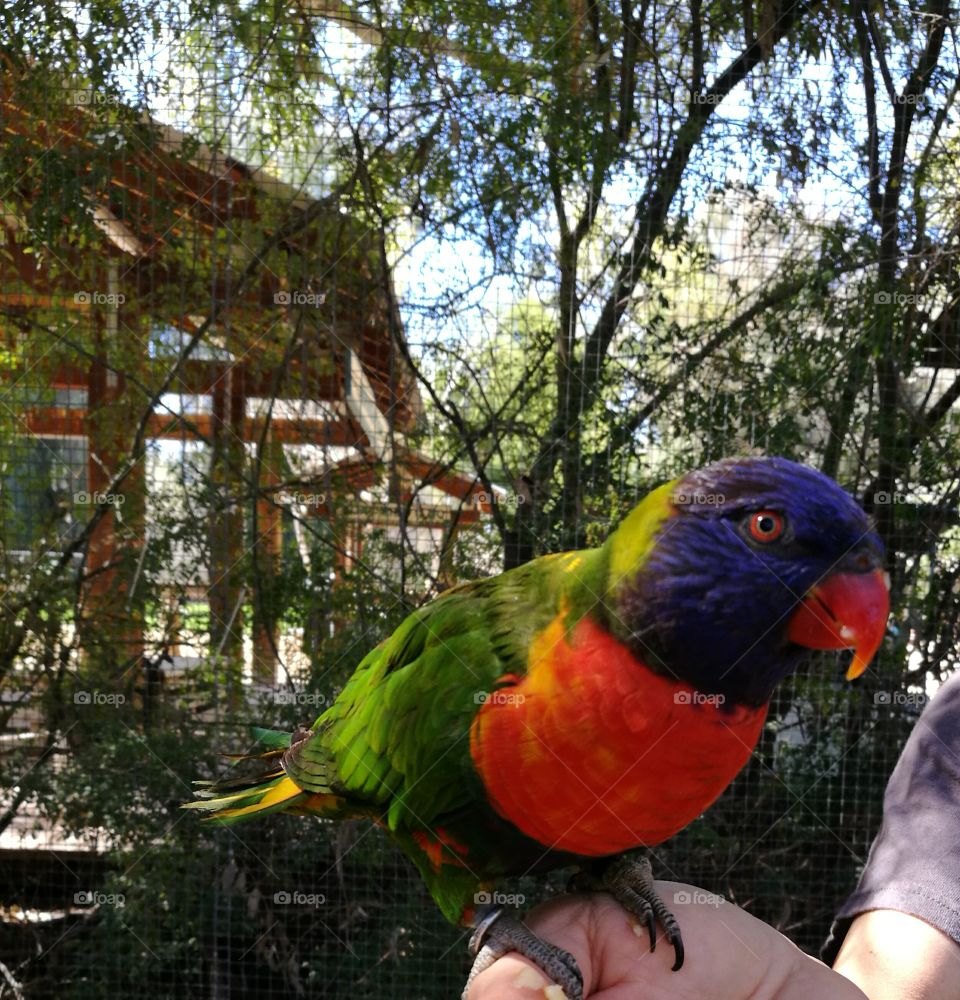 Lory bird  with colorful features in the zoo.