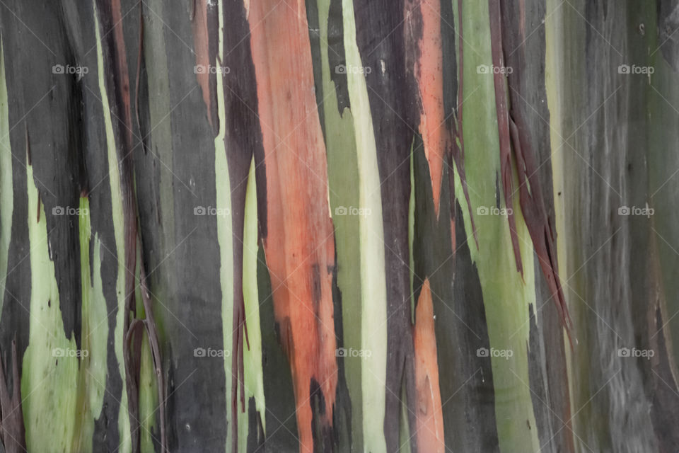 Rainbow eucalyptus bark