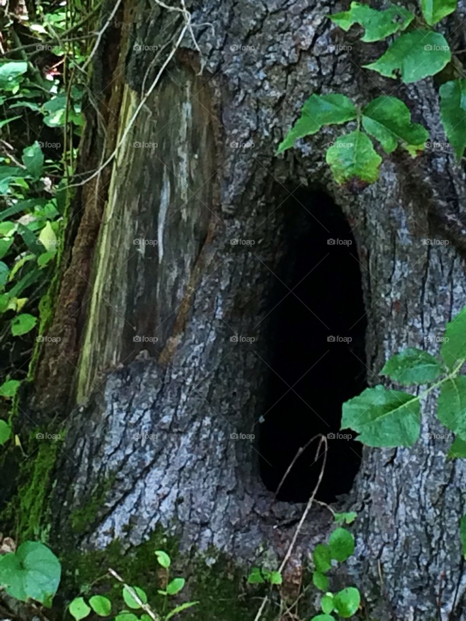 Hollow Tree