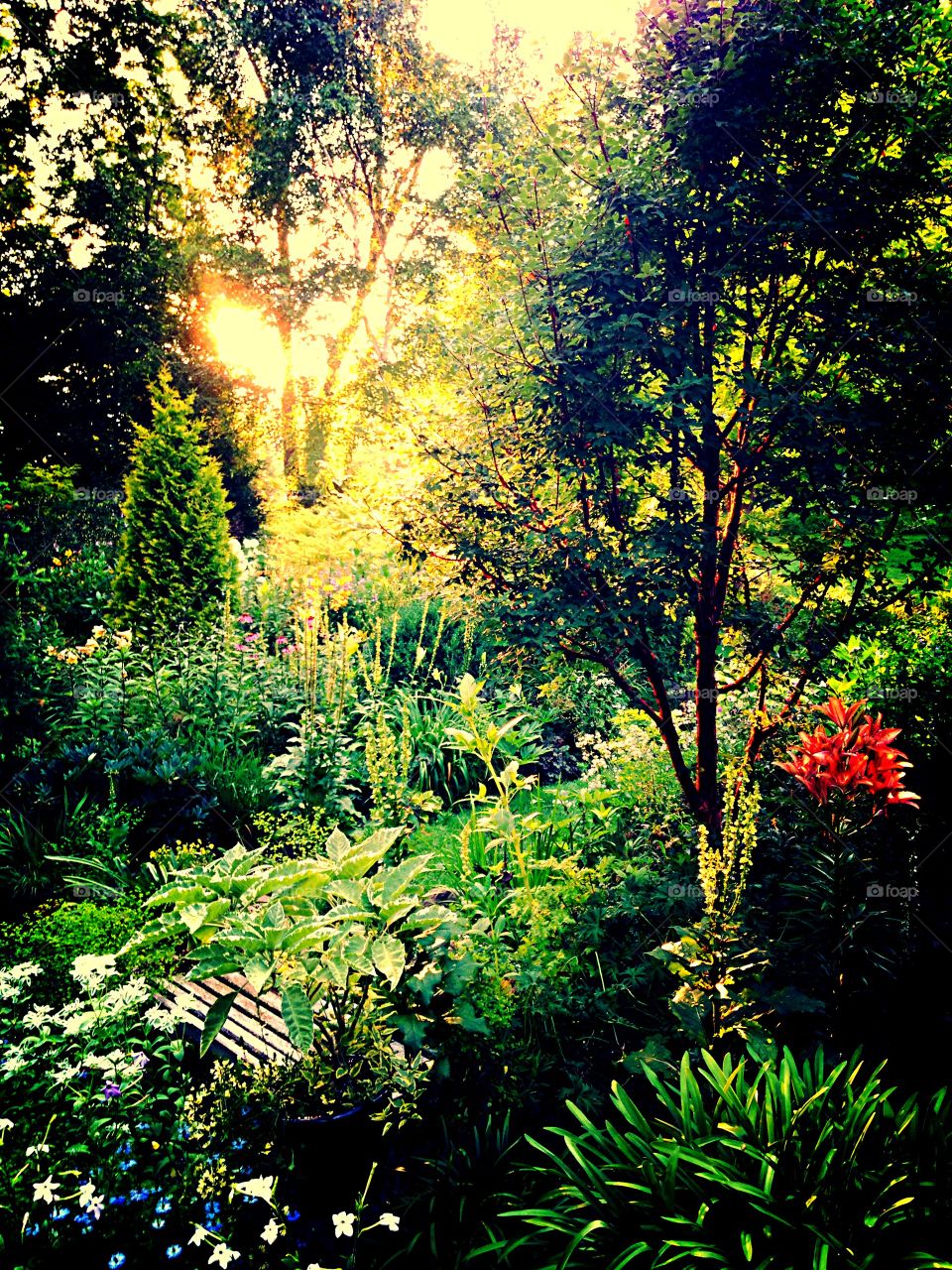 Garden shadows . Sunset light saturating garden