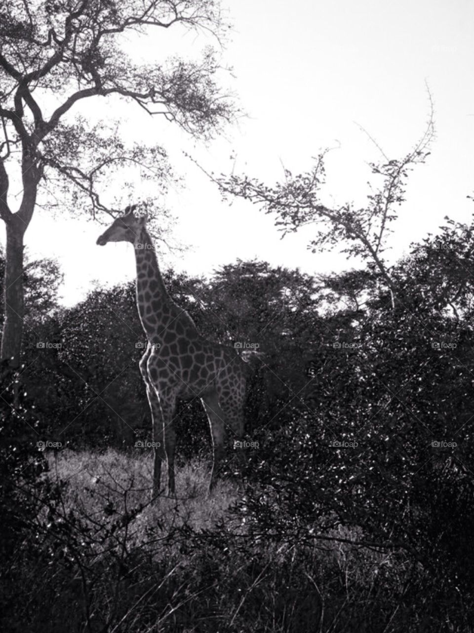 African Giraffe . Safari at Kruger in South Africa 