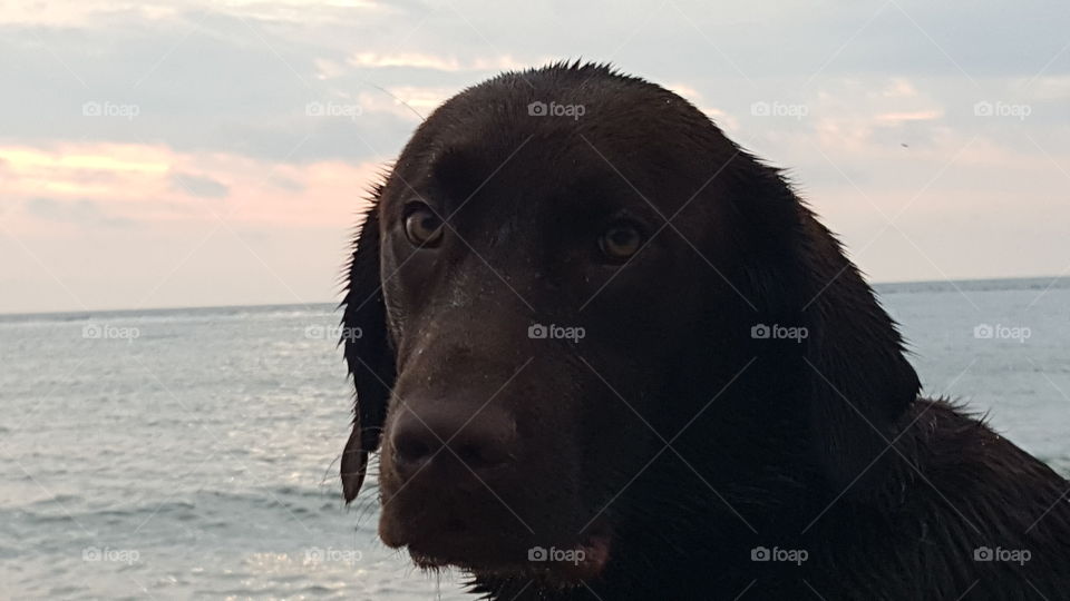 Chocolate Lab looking into the camera while at the lake