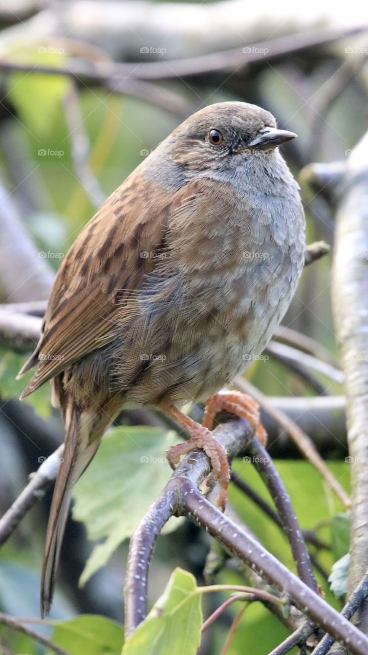 Dunnock