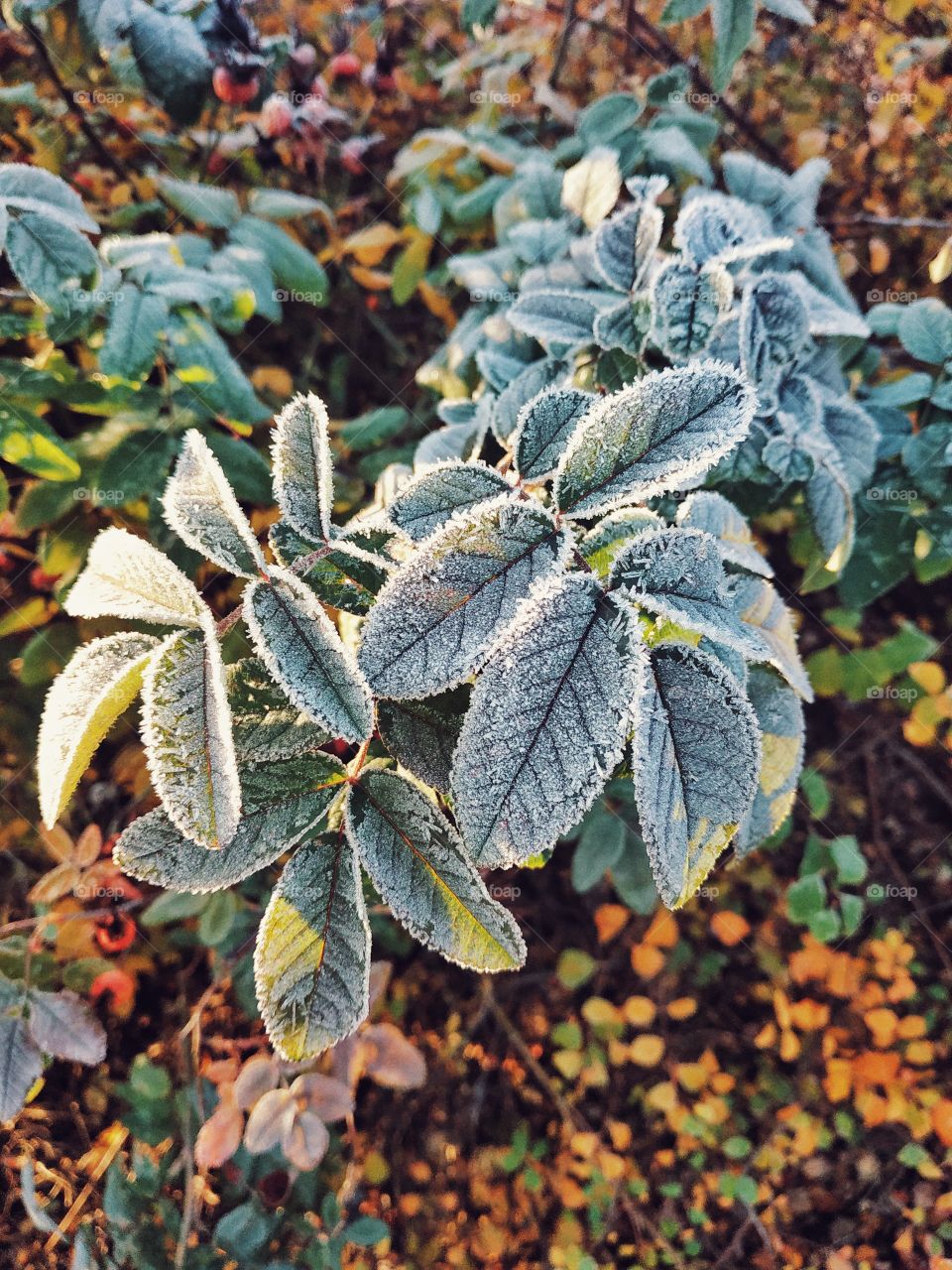 Frosty autumn morning