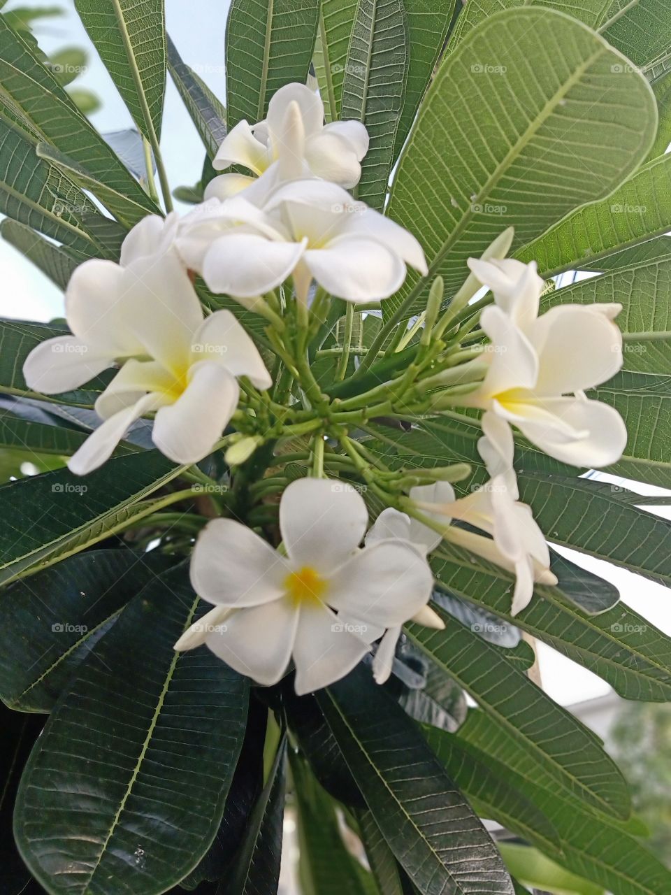 Plumeria