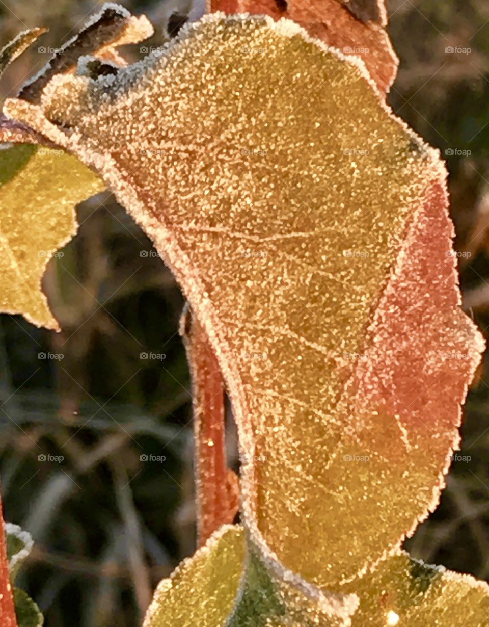 Falling Toward Winter