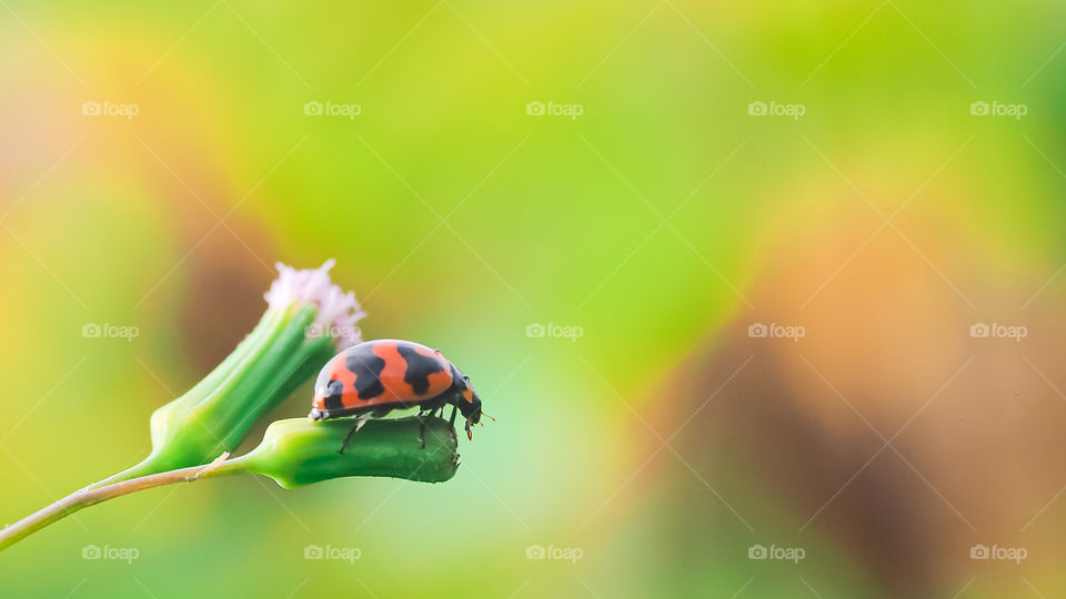 ladybug