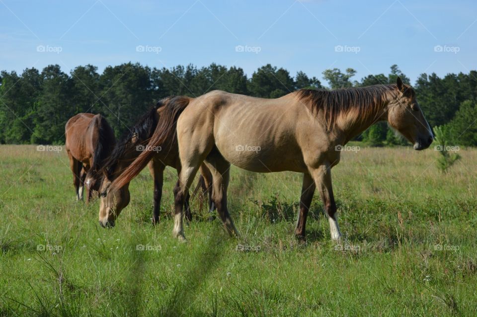 horses