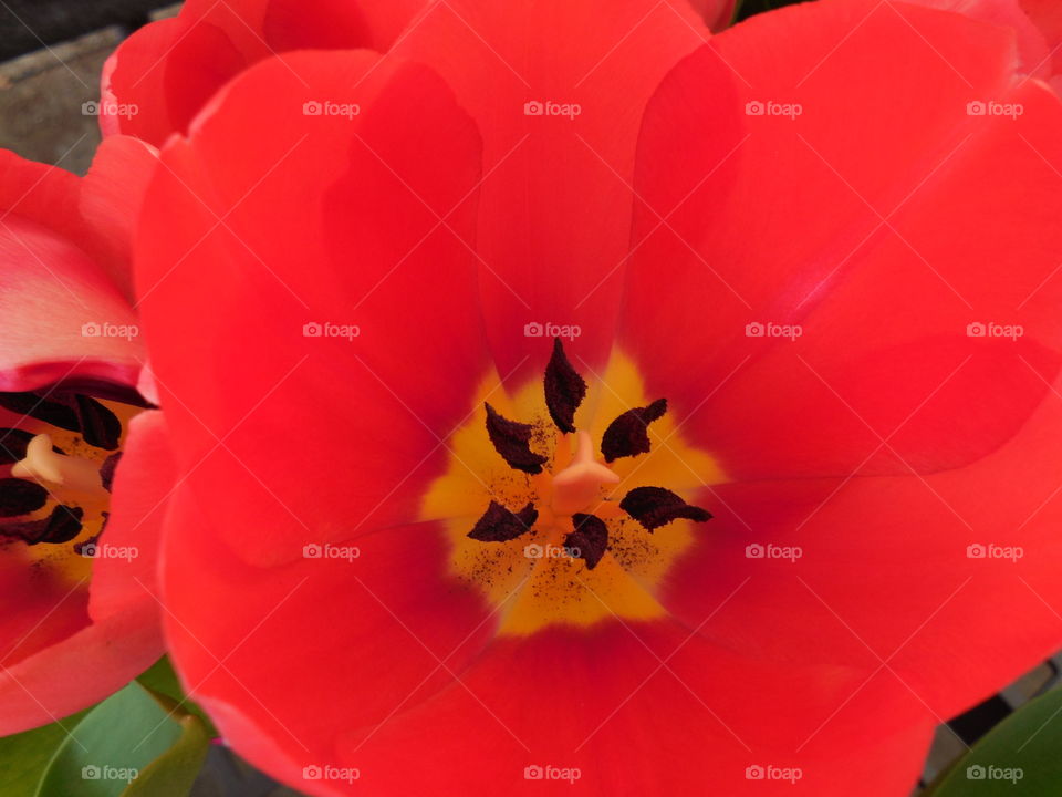 Red tulip stamen