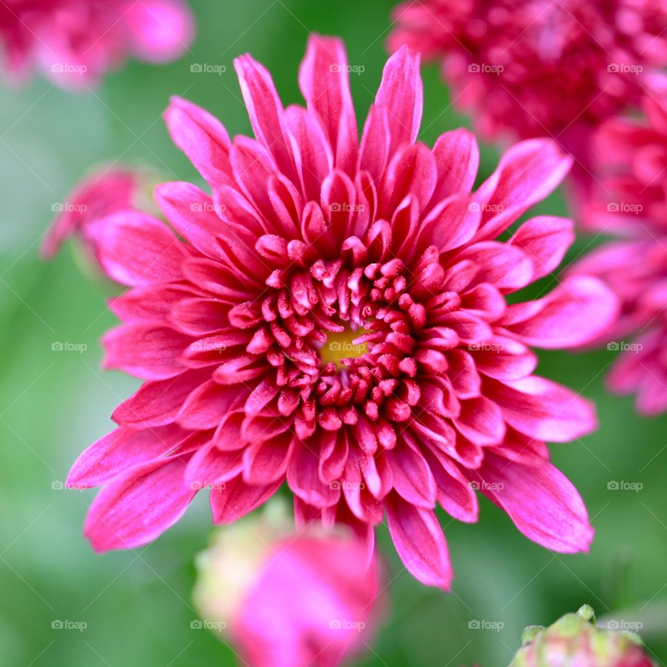 chrysanthemum