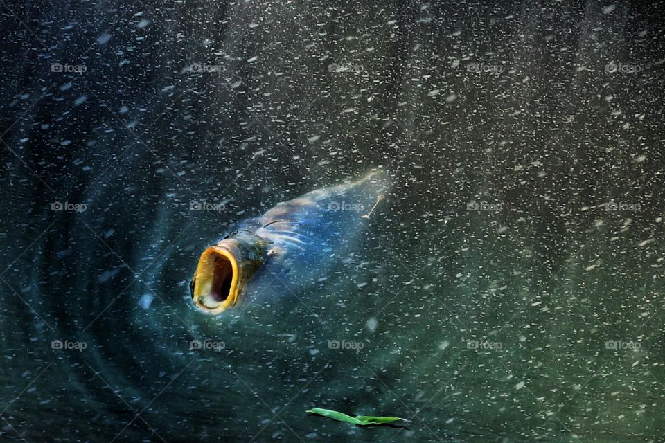 A carp swims to the green surface of the water with its mouth open during snowfall