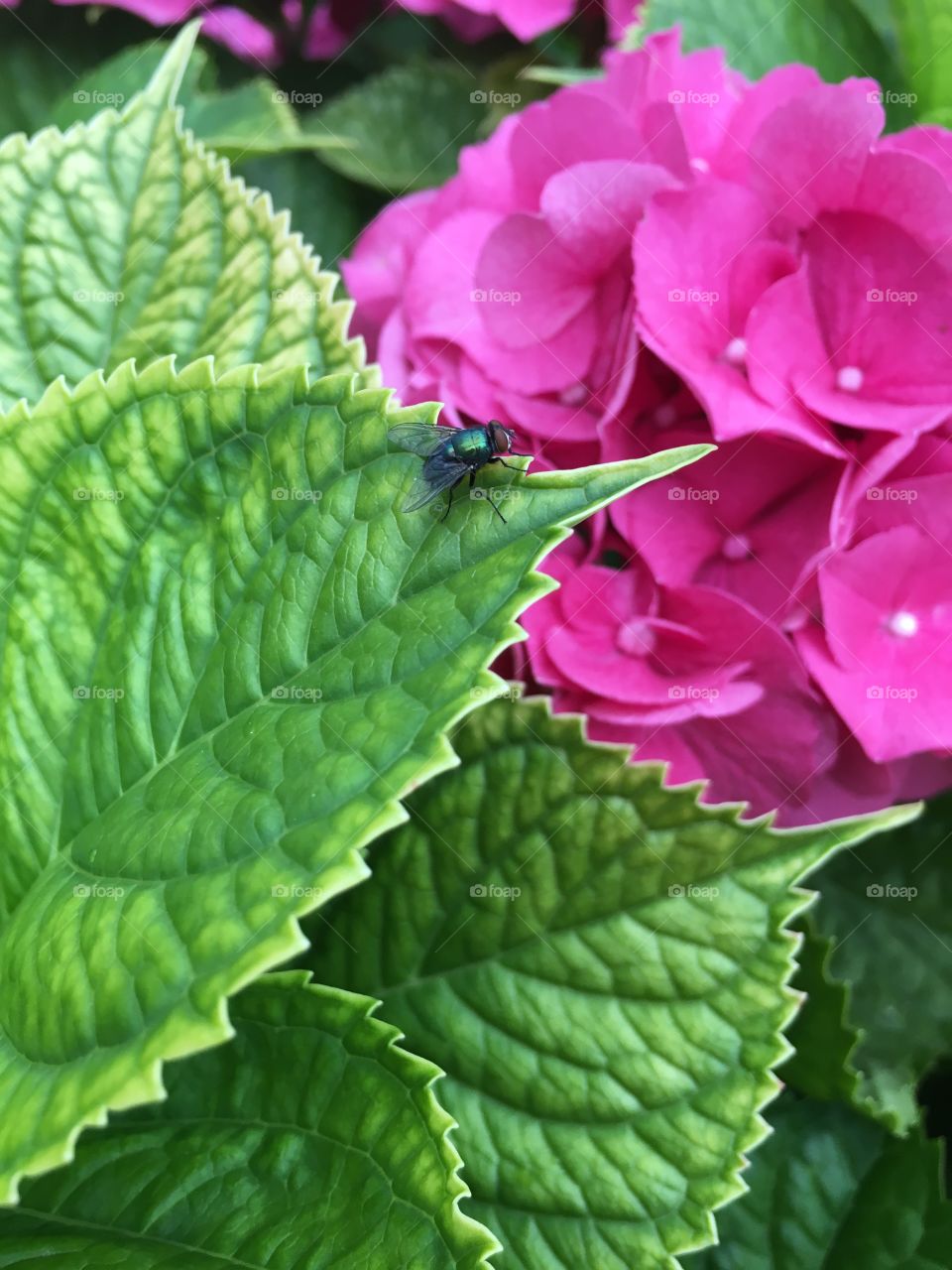 Fly on a leaf in a flower garden