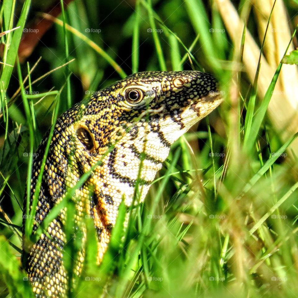 monitor lizard