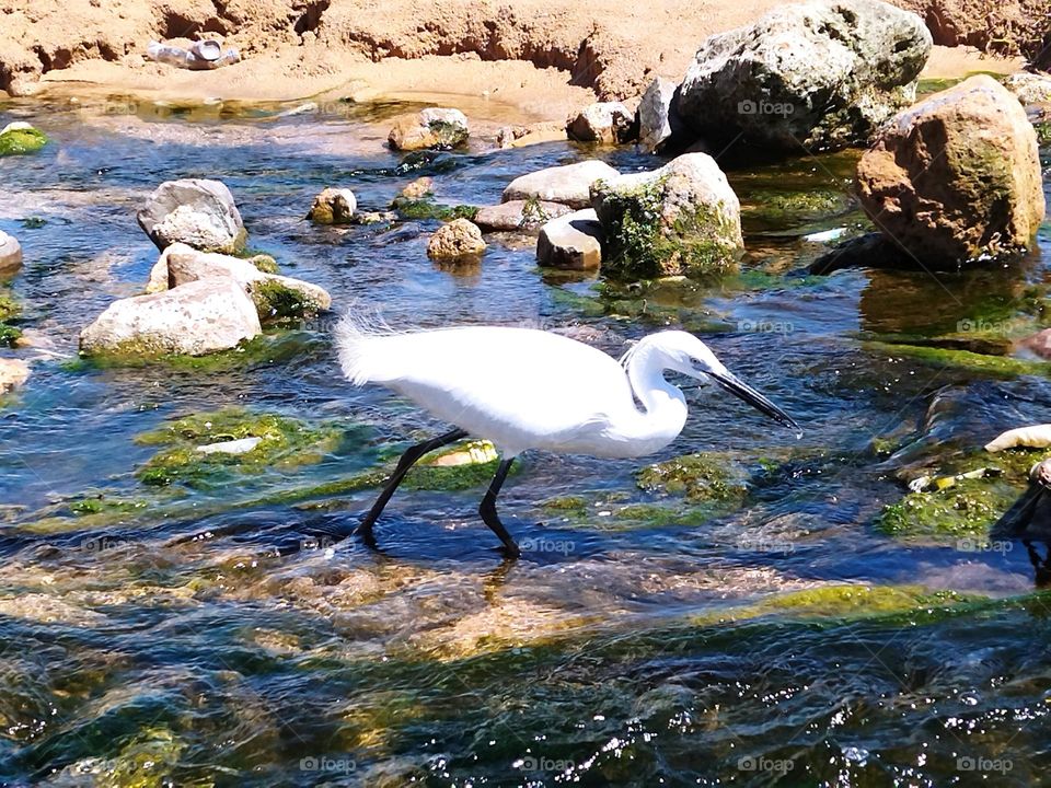 Bird and water