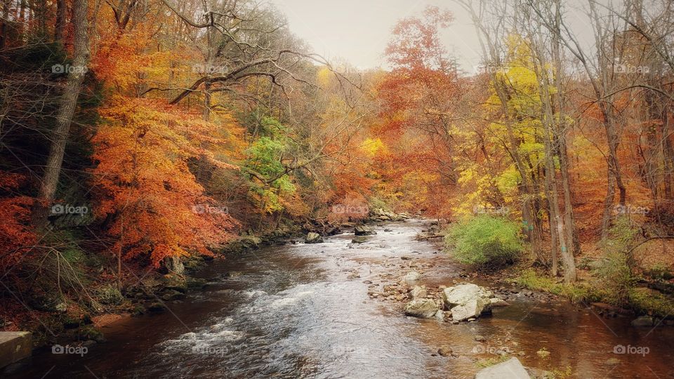 Fall on the South Branch
