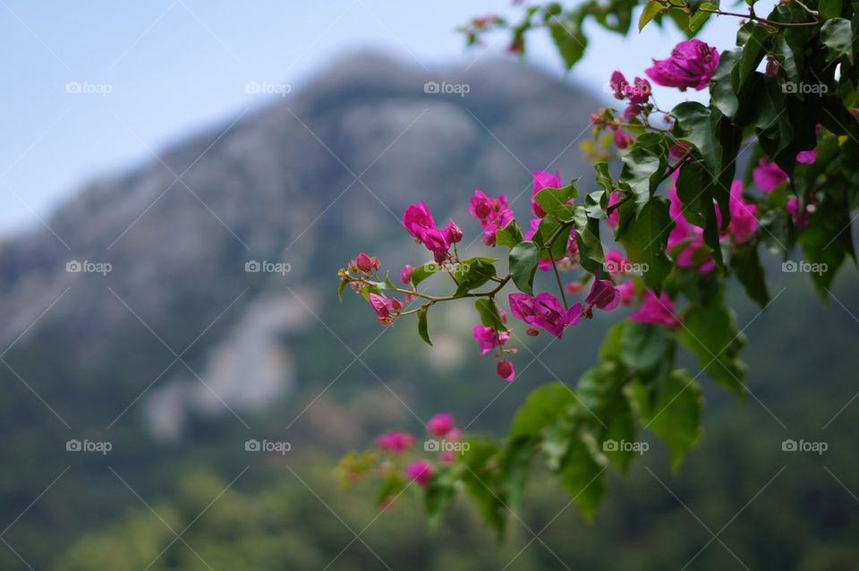 Mountain Bloom