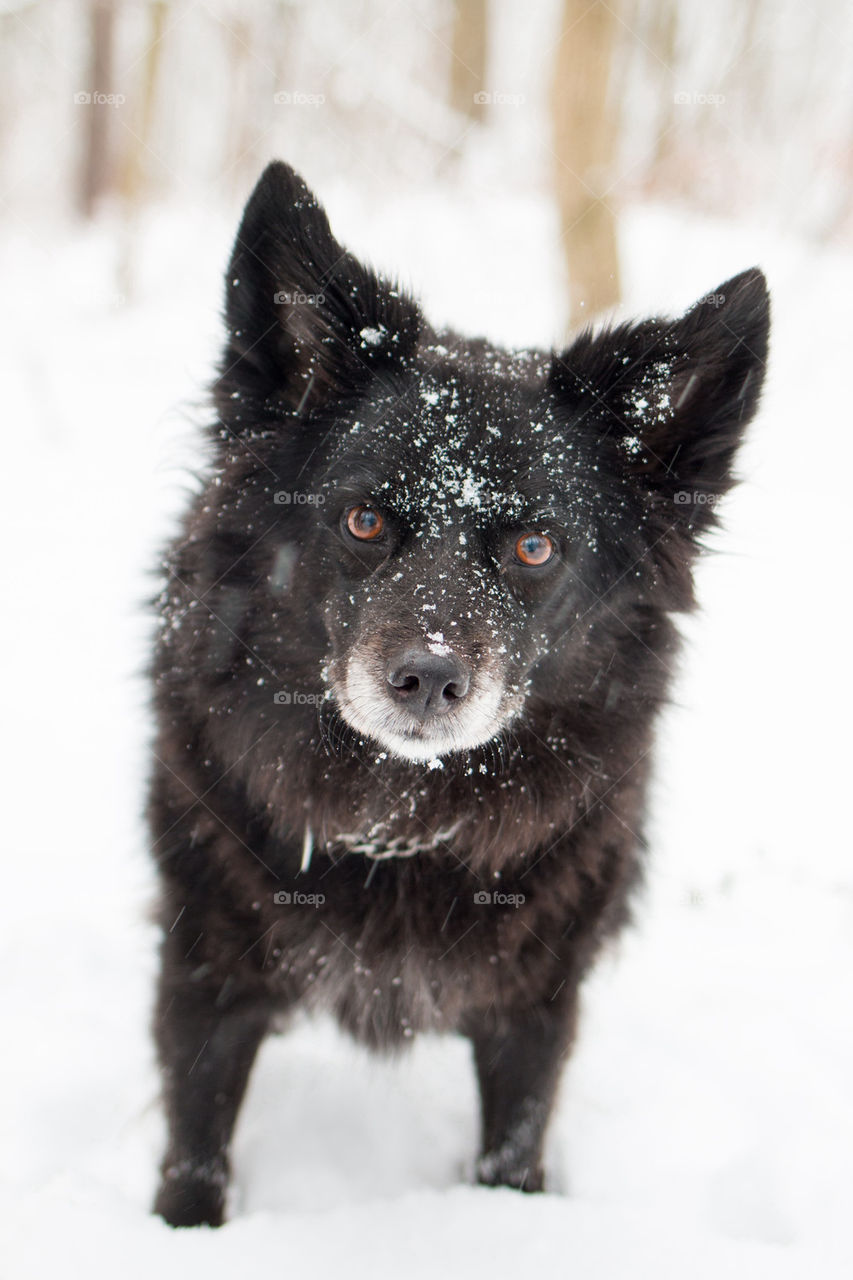 Close-up of dog on snow